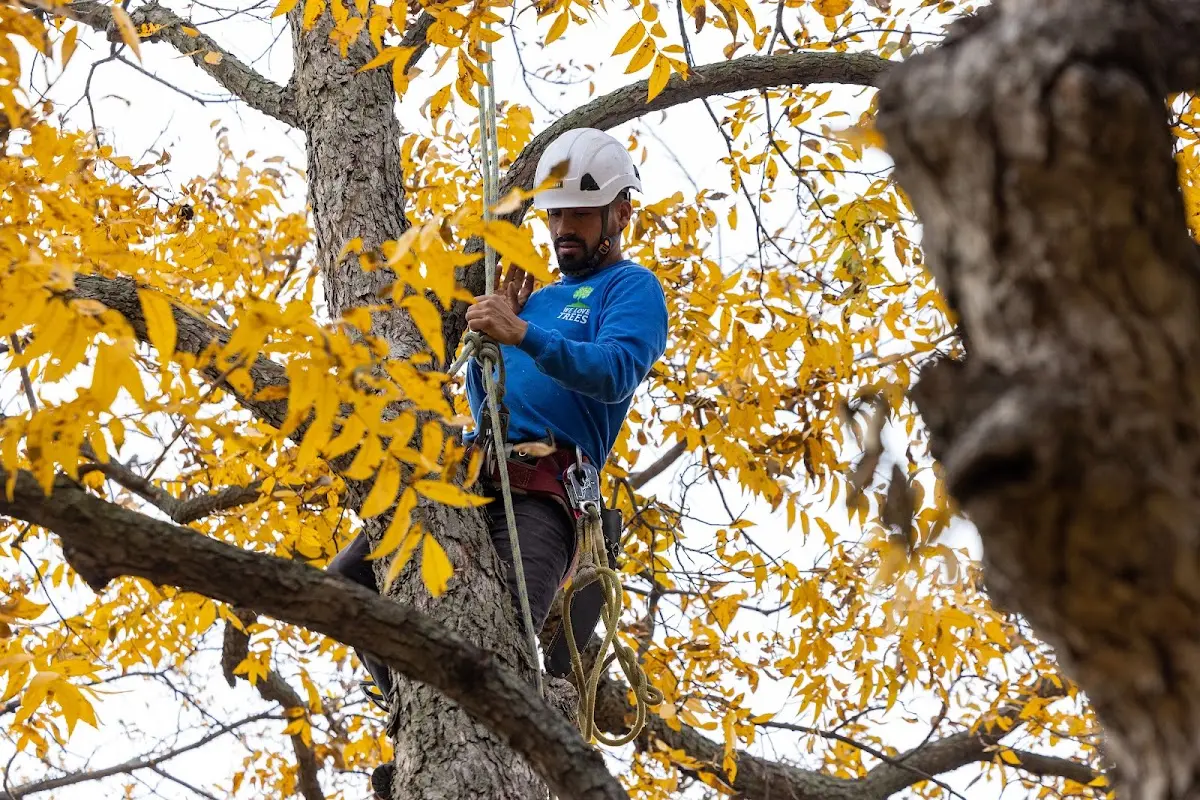 Skilled Tree Trimming crew working in Bybee