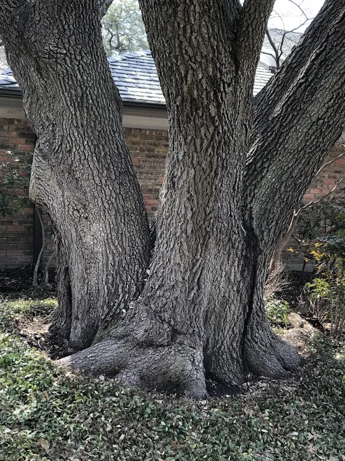 Mature heritage tree close to a Bybee property cared for by certified arborists